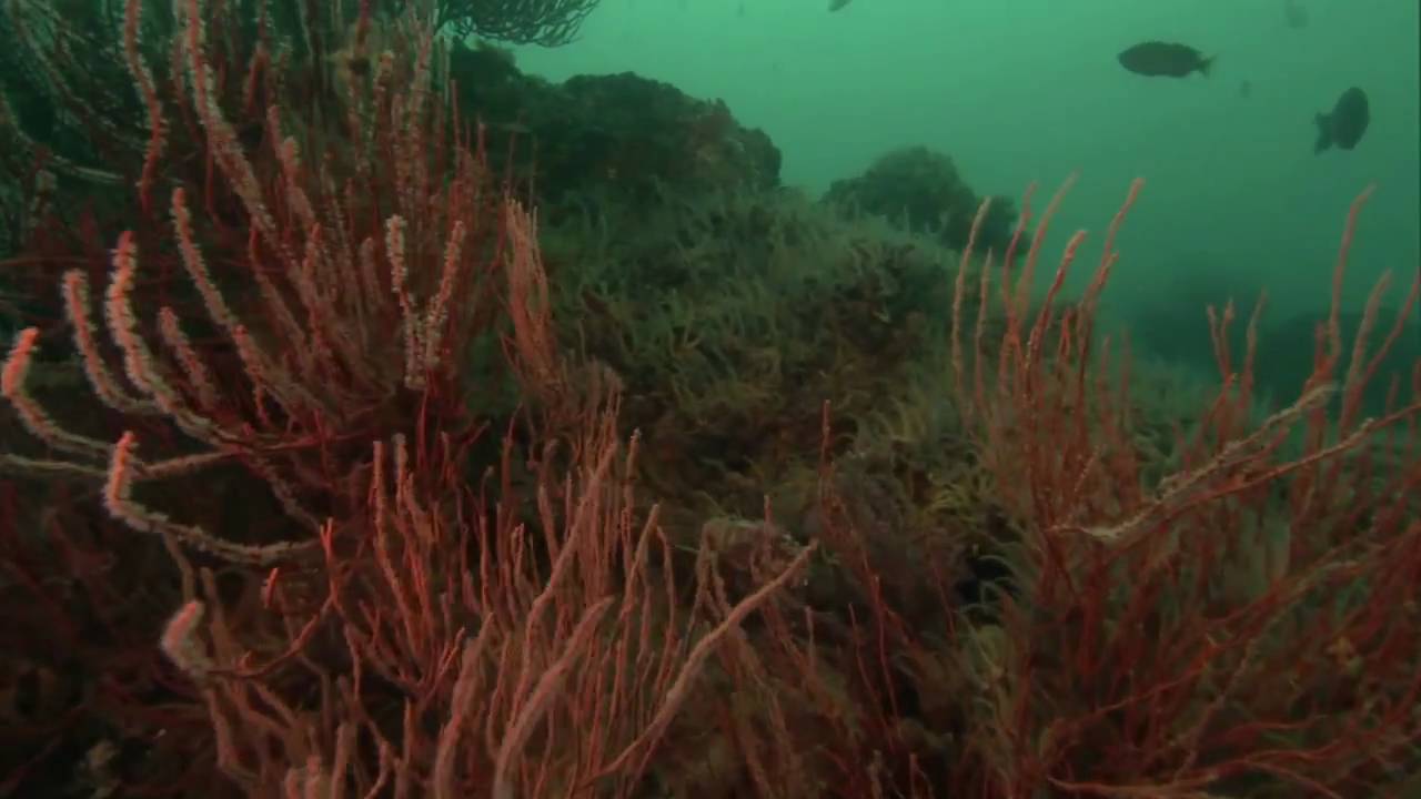 Protecting Your Natural Marine Heritage