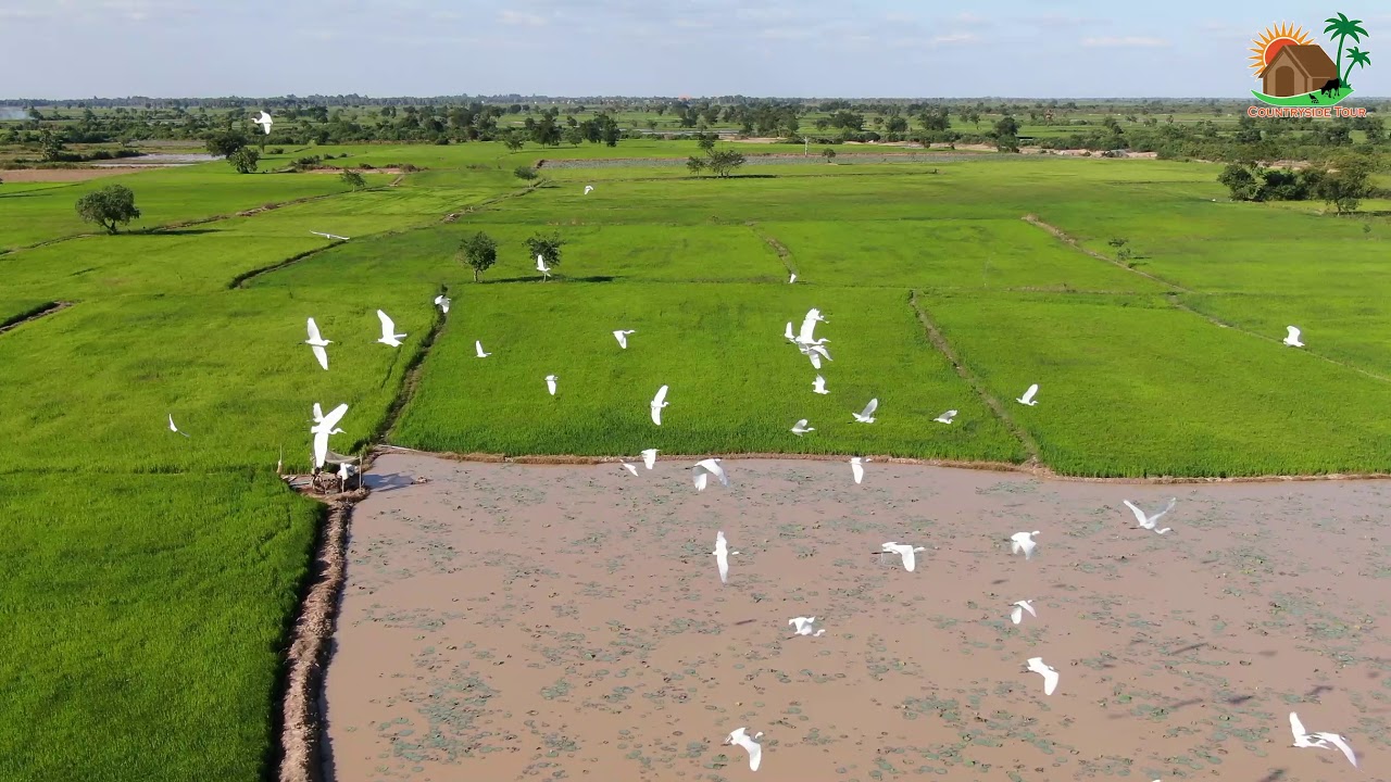 Birds Flying Over Green Rice Fields&ndash; Peaceful Countryside Village Ambience (By DJI Mavic 2 Zoom)(4K)