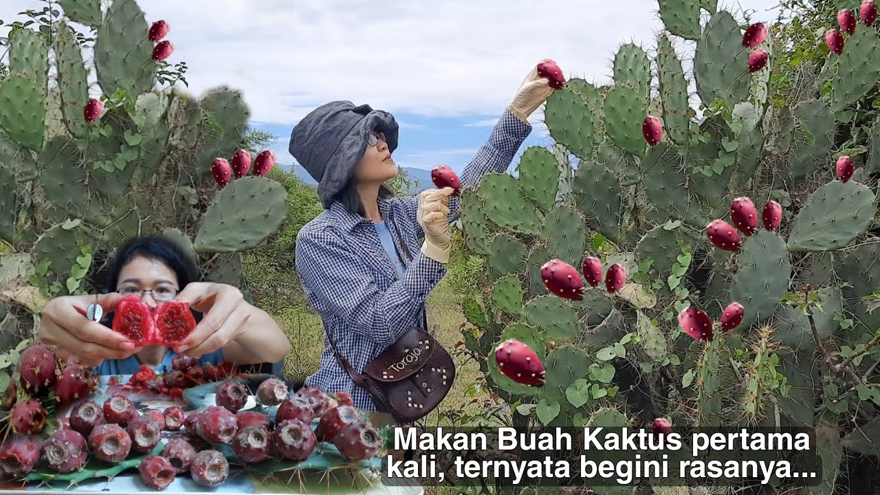 MUKBANG BUAH KAKTUS BERDURI (BARSUMI) PERTAMA KALI