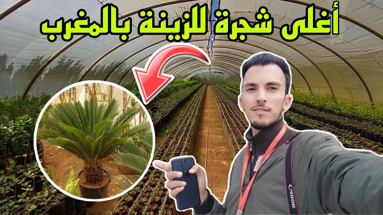 صدفة تلاقيت أغلى شجرة للزينة بالمغرب و تعيش حتى ل 50 سنة
