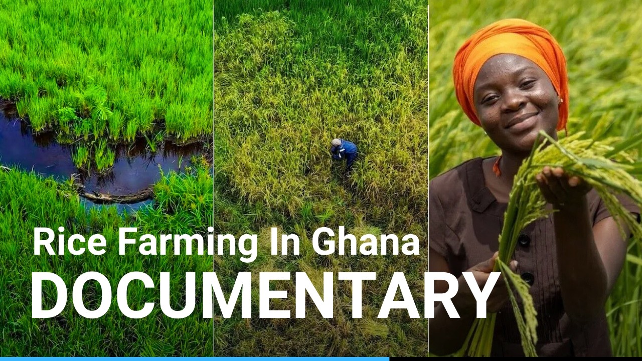 The Untold Story of Rice Farmers in Akutuase, Ghana