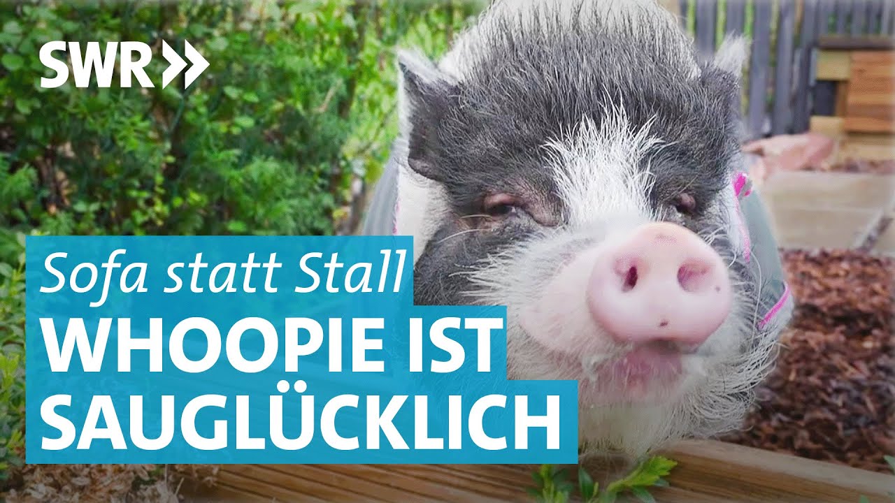 Kaiserin Whoopie: Ein Schwein als Familienmitglied