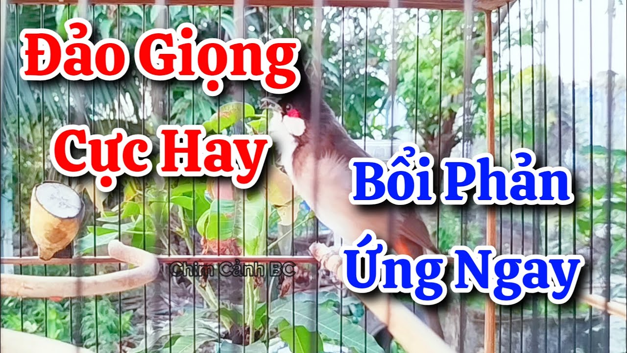 chào mào hót sáng kích bổi - luyện giọng hay ép bổi sổ bọng và căng lửa - chào mào hót đấu