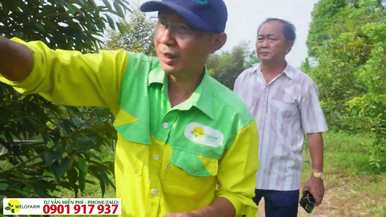 Cách quản lý rầy nhện hiệu quả cho sầu riêng