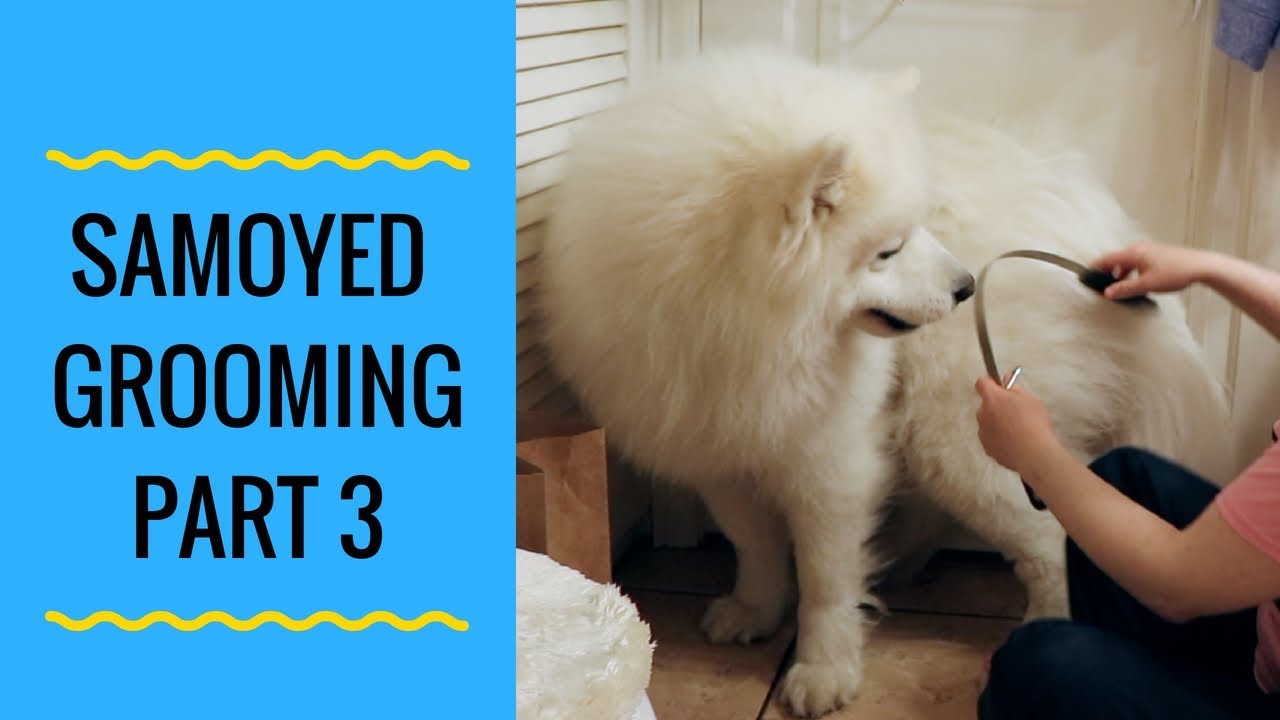 How to Groom a Samoyed Dog Part 3: Shedding Blade (step by step)