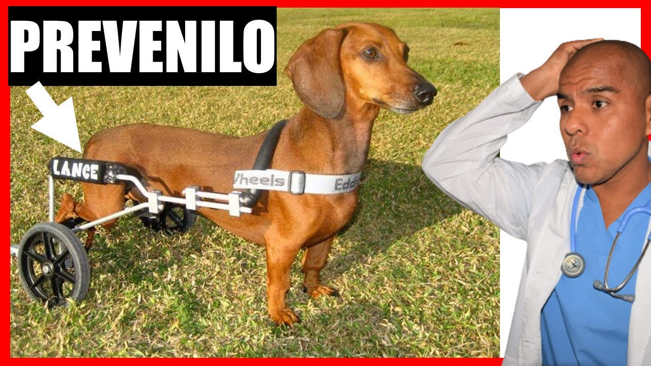 PARALISIS de patas traseras 🐶 Tratamiento MEDICO