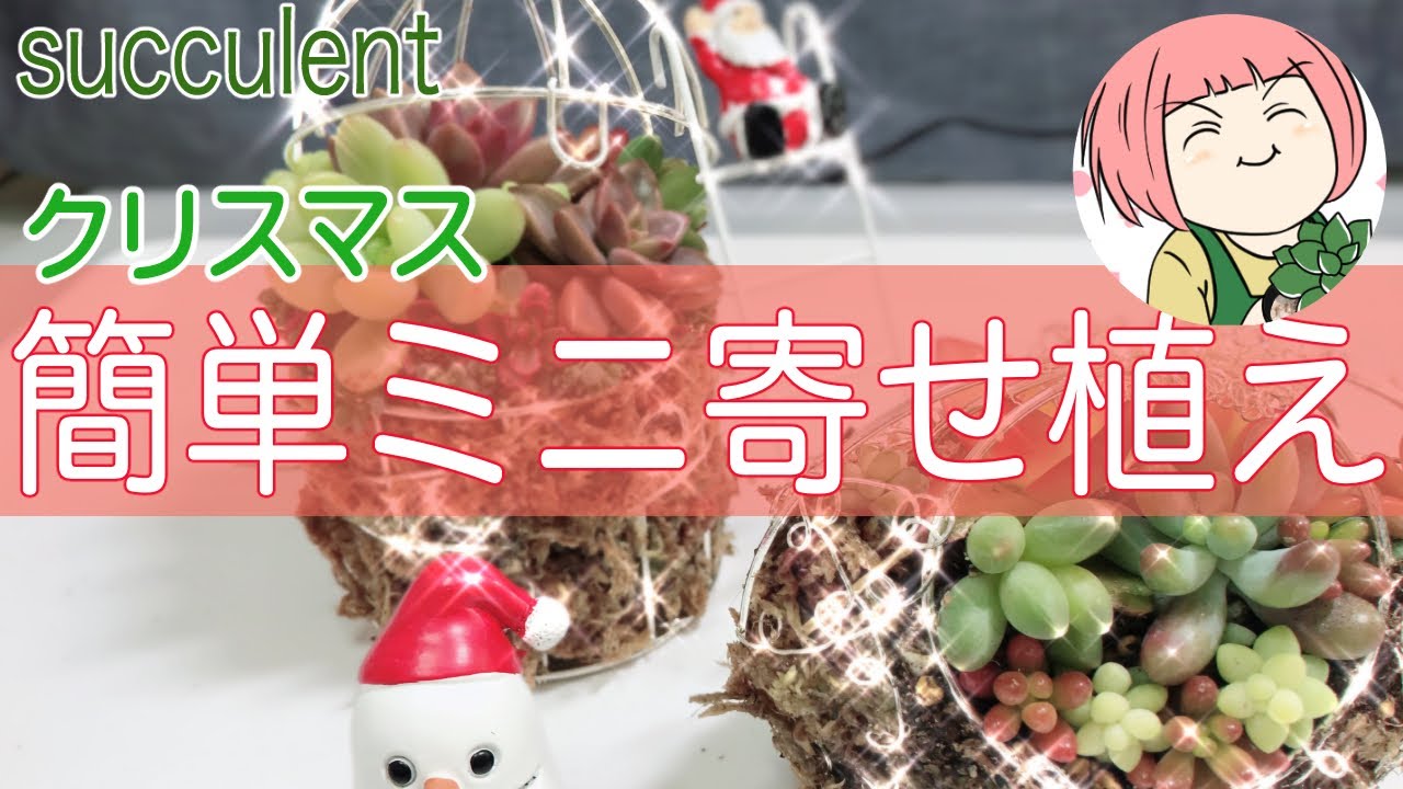 52【多肉寄せ植え】100均グッズ/簡単クリスマスミニ寄せ植えを作る/ミニ寄せ植えのアルアルお悩みちょっとだけ解決！