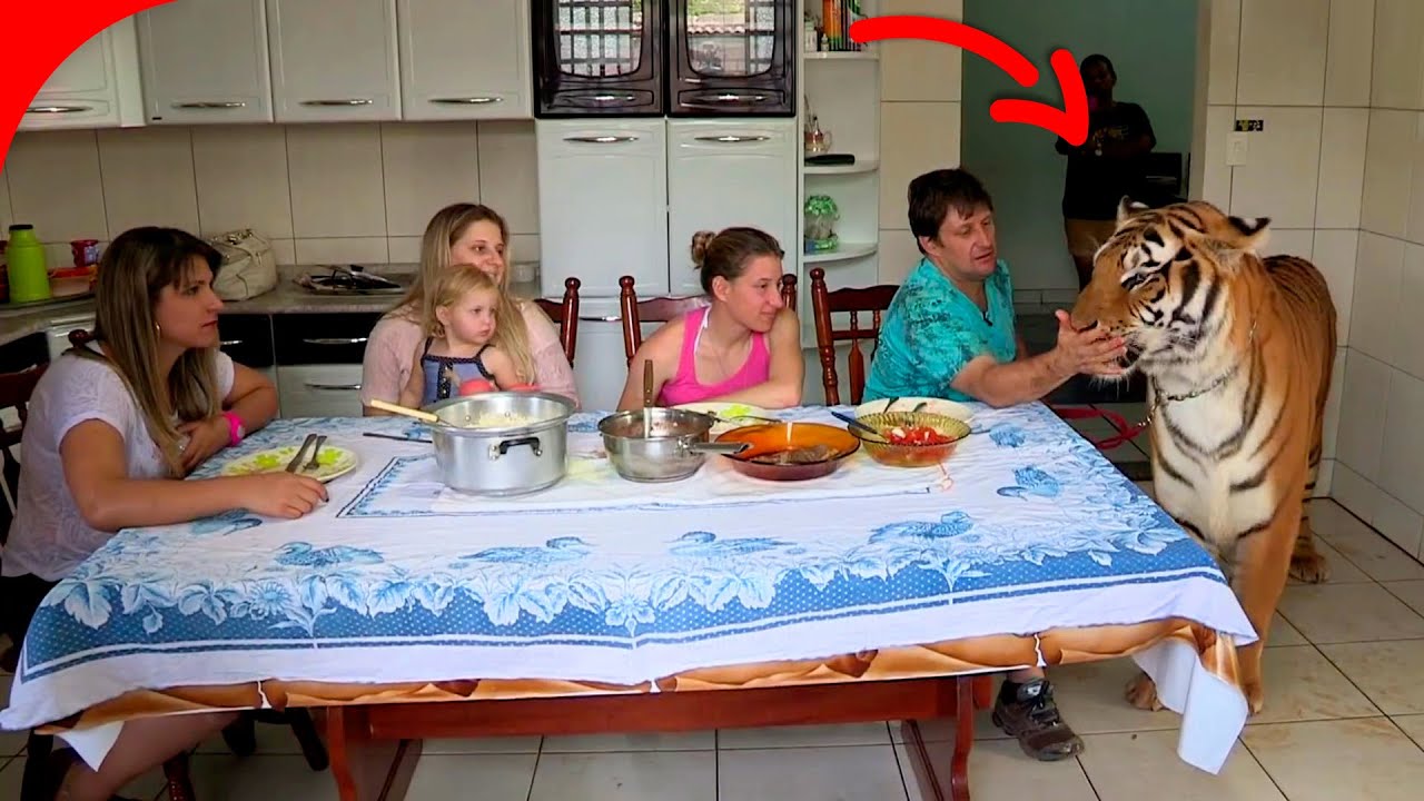 Families Live with Tigers at Home! Discover their Amazing Life Together