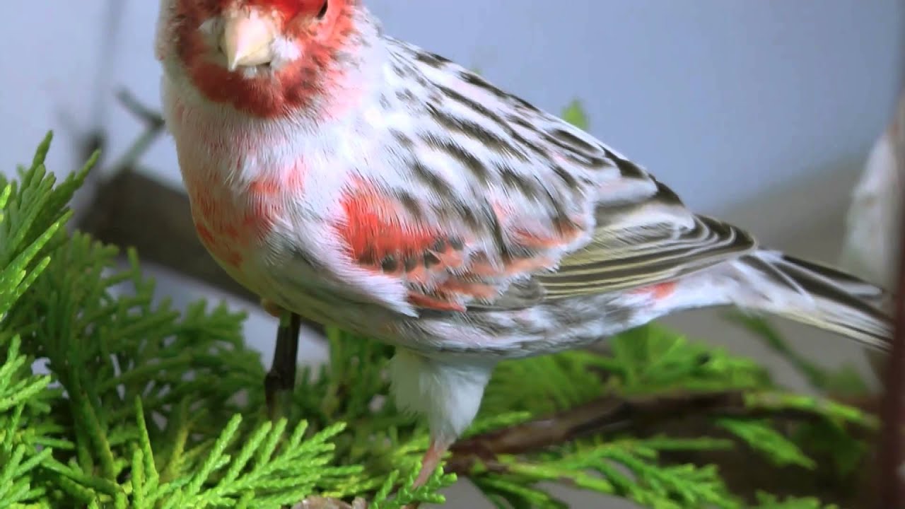 Satinette Agate Red Mosaic Canary