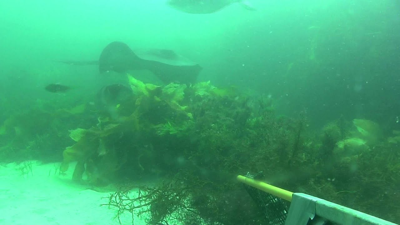 BRUV footage from Maria Island, Tasmania