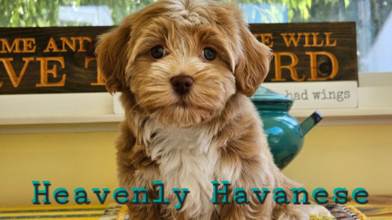Heavenly Havanese™️ Puppies Summer 2024.