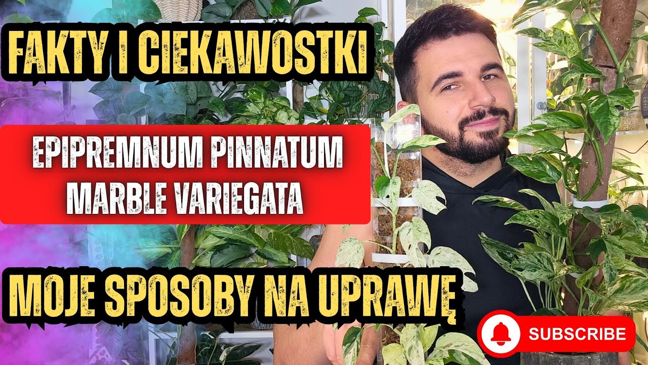 Epipremnum Pinnatum Marble Variegata /  PRAKTYCZNE PORADY 🌿 Jak uprawiać ❓️