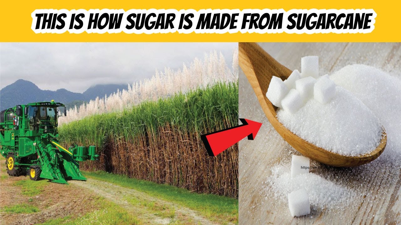How Sugar Is Made From Sugarcane | How It's Made Sugar | Sugar Production Method From Sugar Cane
