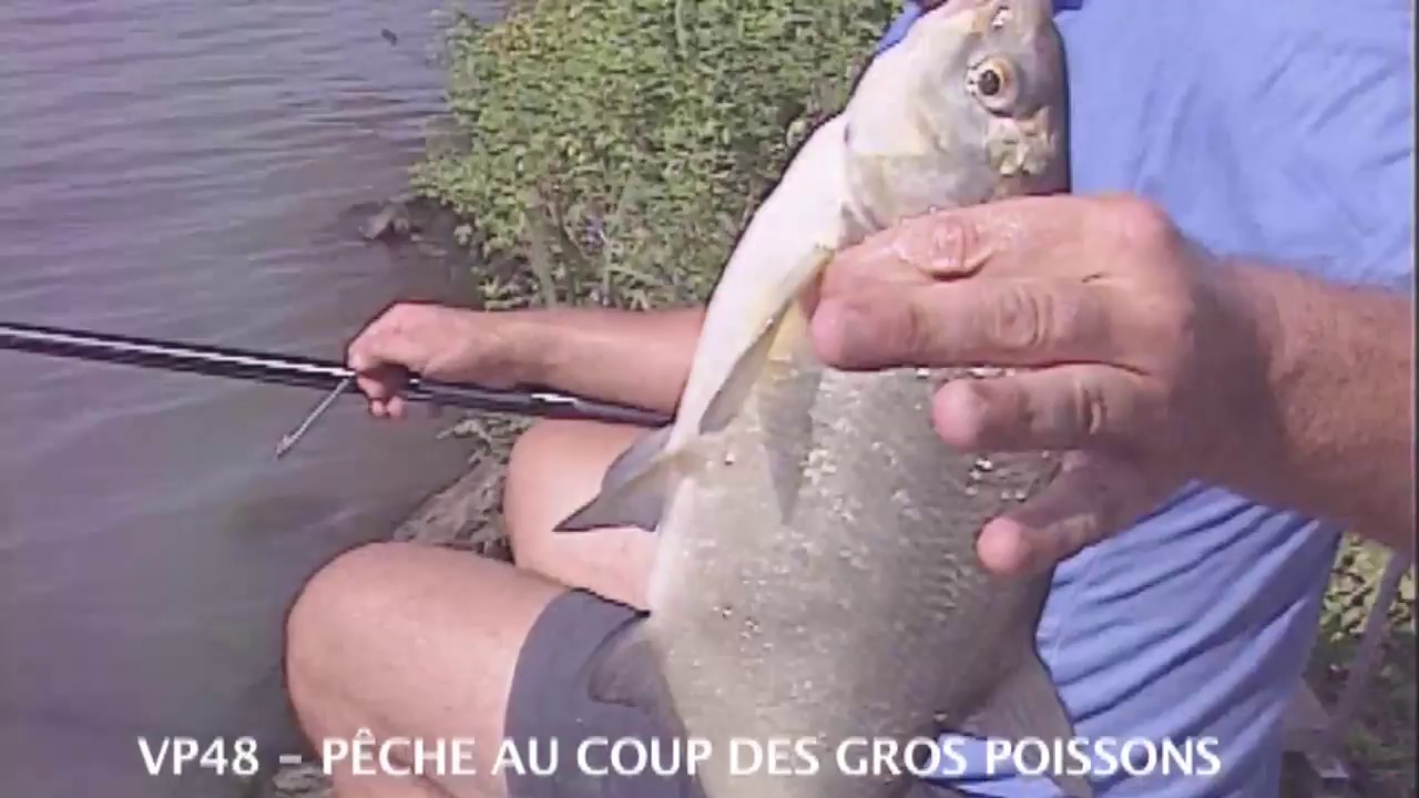 Pêche de A à Z : Coup : poissons à l’élastique - Pêche au coup
