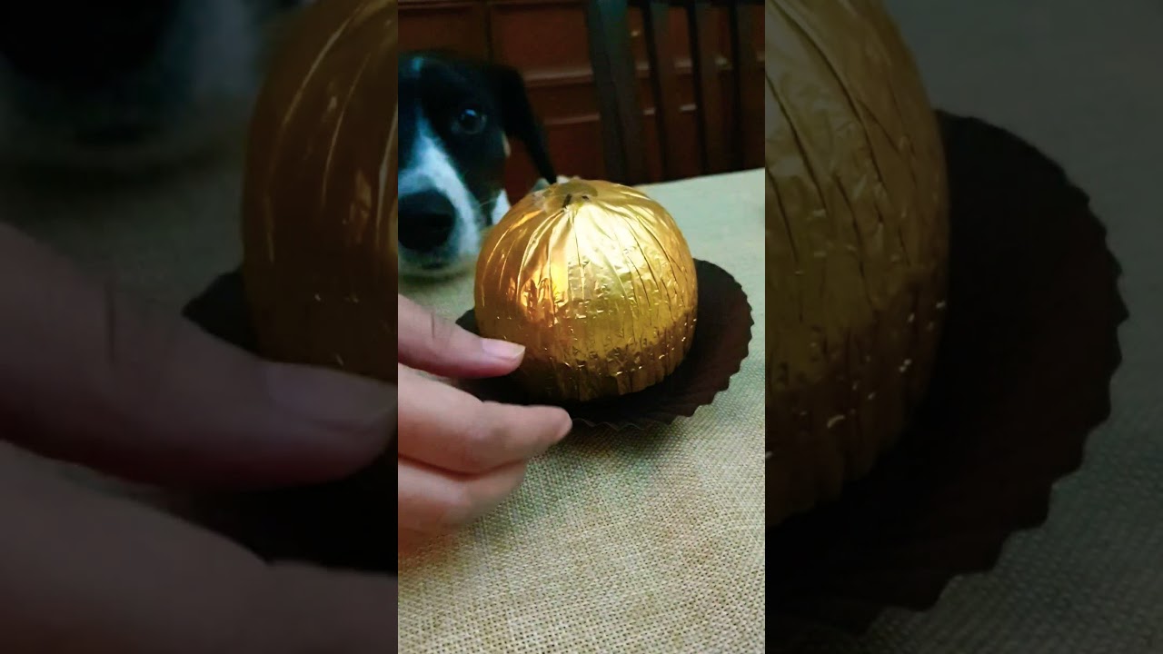 UNWRAPPING GRAND FERRERO ROCHER CHOCOLATE #shorts