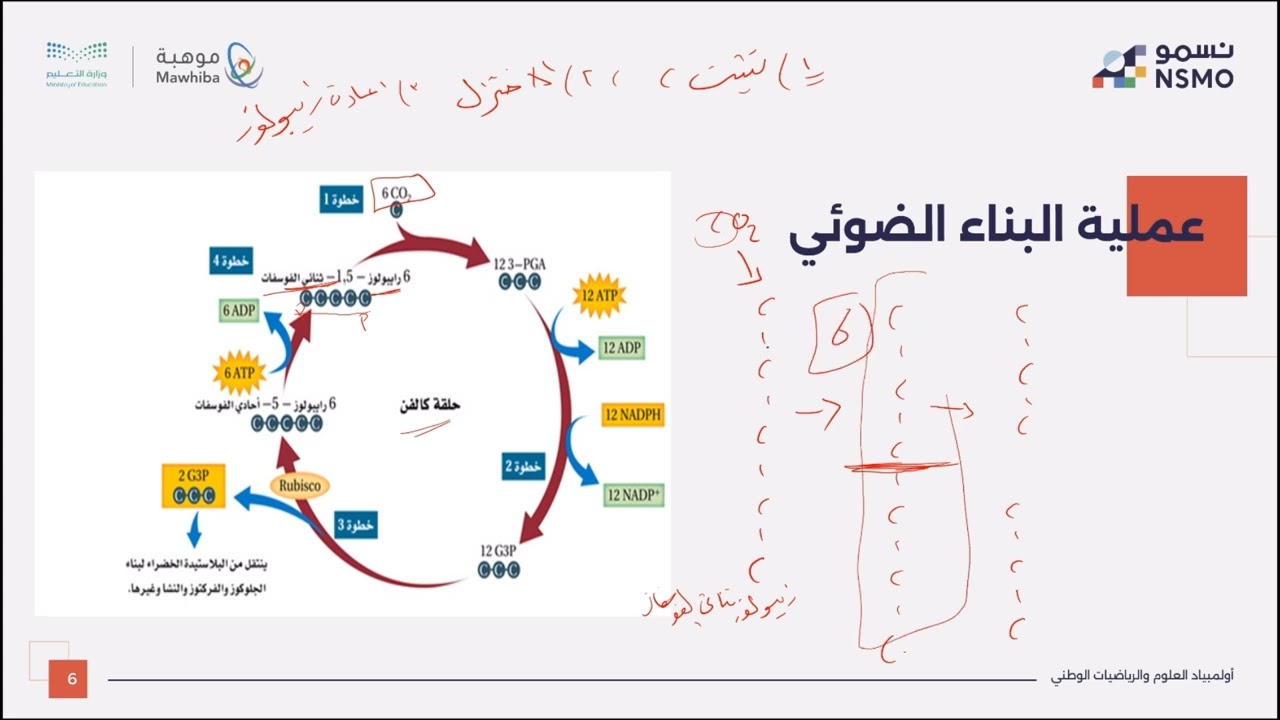 أولمبياد نسمو -تخصص علوم/الأحياء- الدرس الحادي عشر التفاعلات اللاضوئية
