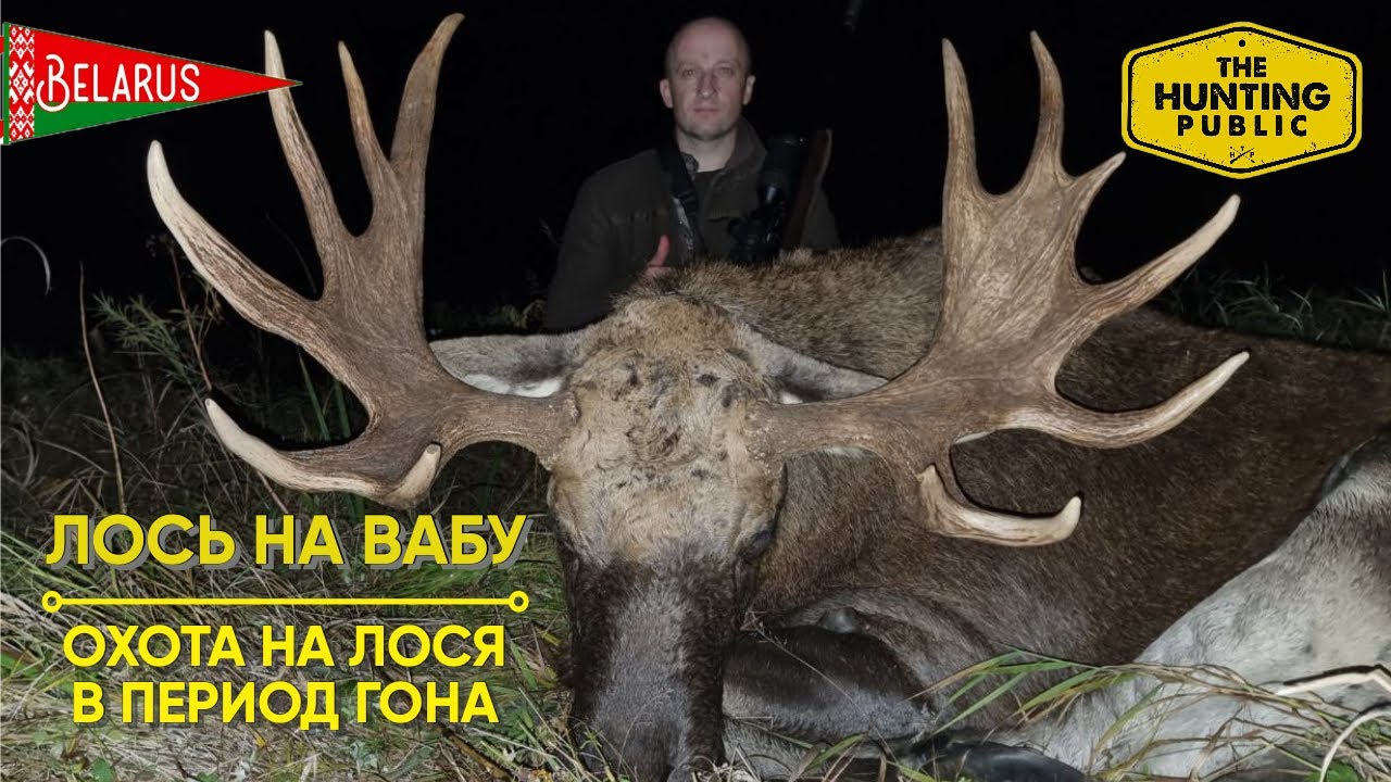 Лось на Вабу! Охота на лося во время гона! МАСТЕР-КЛАСС по подманиванию Лося!