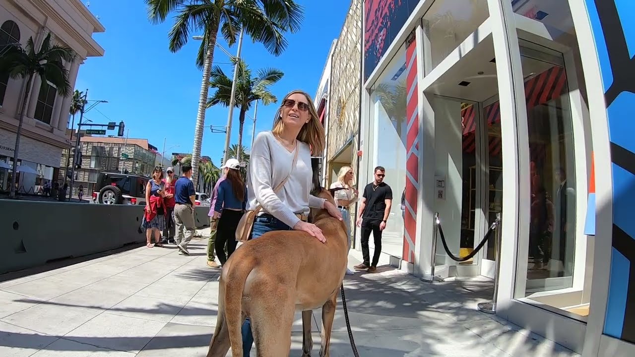 Cash 2.0 Great Dane on Rodeo Drive in Beverly Hills 15