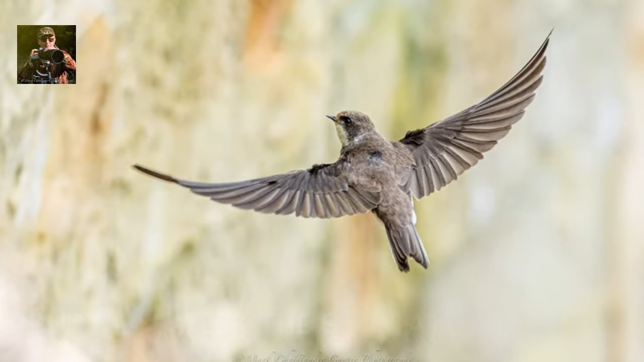 Sand Martin bird photography at Blashford Lakes beginner v pro gear part 2