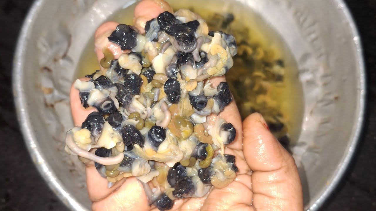 small samuk (snail) live recipe