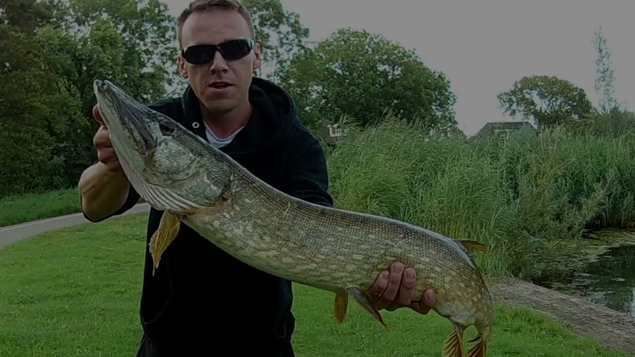 Big Pike !!! from an overgrown lake in Rotterdam . Duży Szczupak z jeziora w Rotterdamie #11