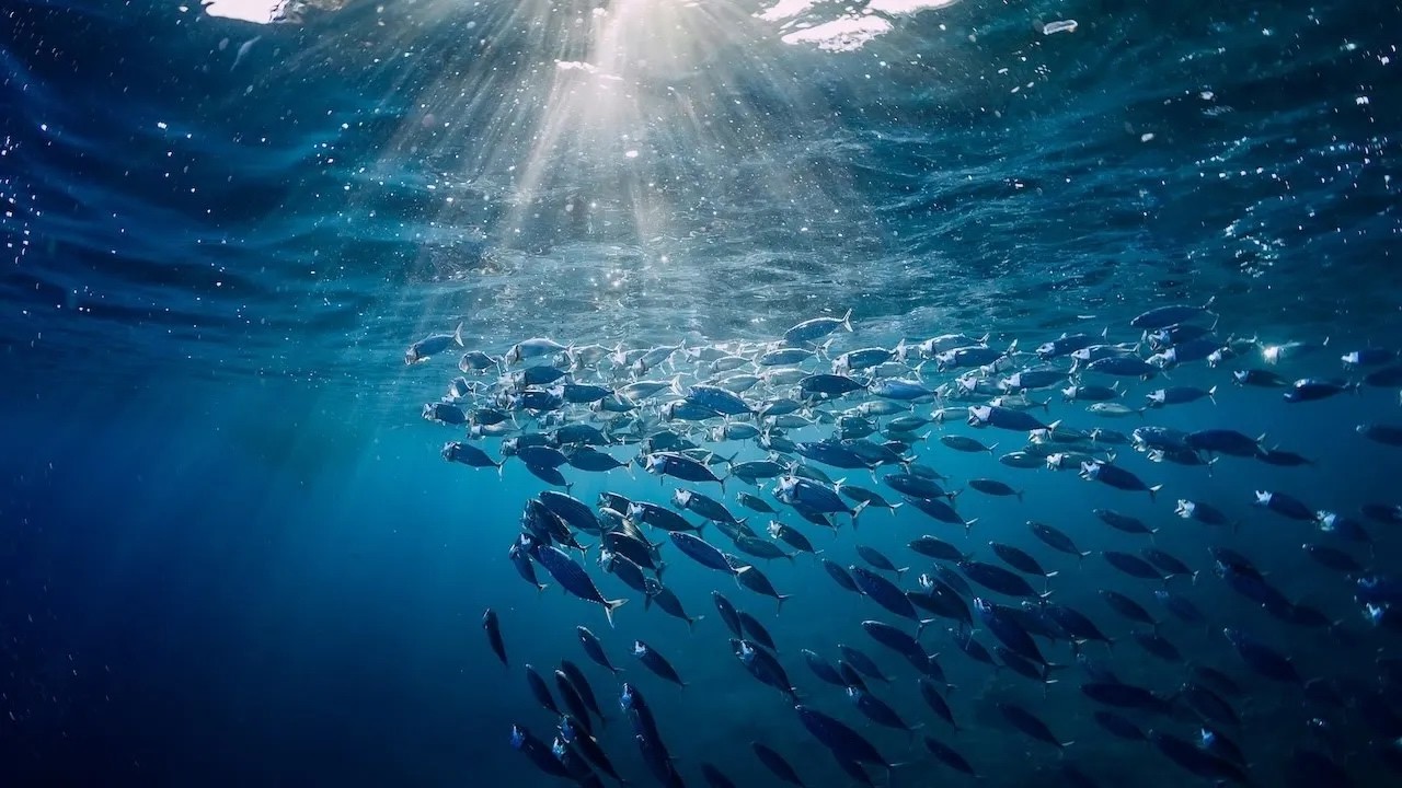 eDNA is Changing the Way We See the Ocean