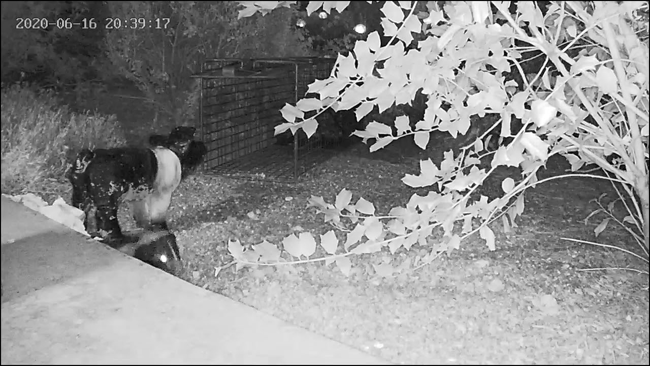Skunky doesnt trust mom