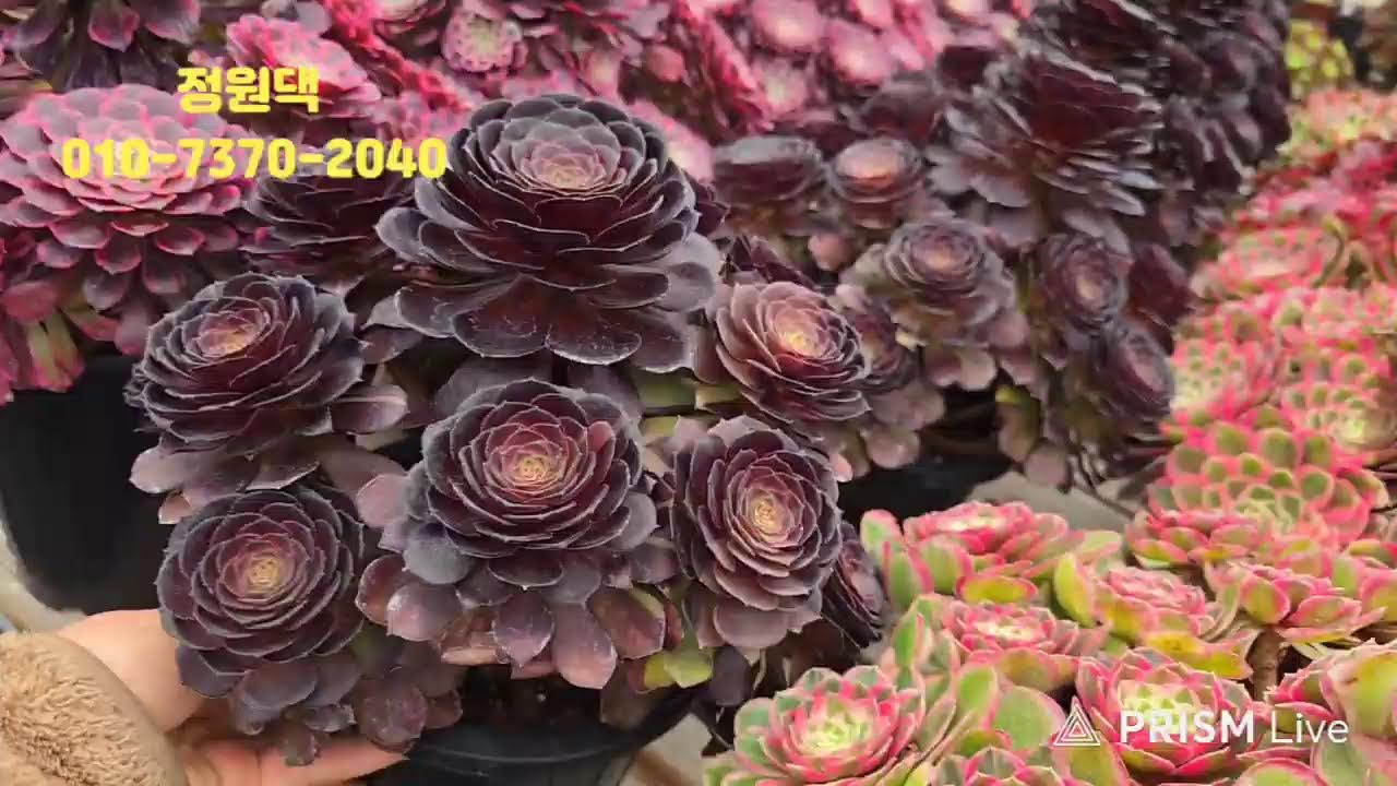 속초 정원다육 정원댁010.7370.2040