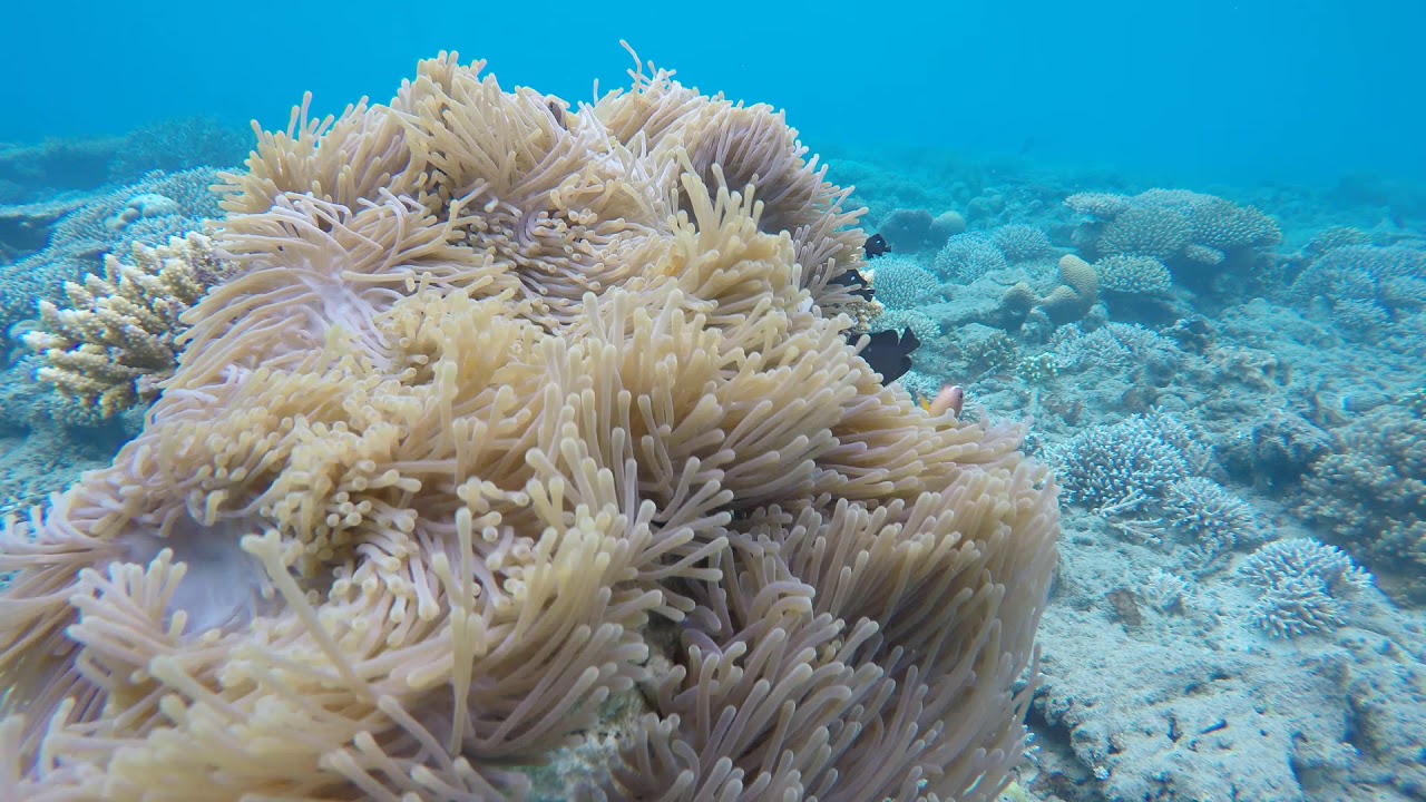 Scuba Diving Moh&eacute;li Laka Lodge | Explore Comoros