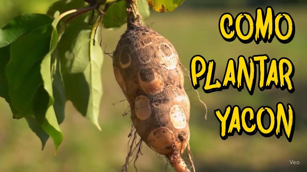 Como cultivar YACON, El SECRETO de los Andes #yacon