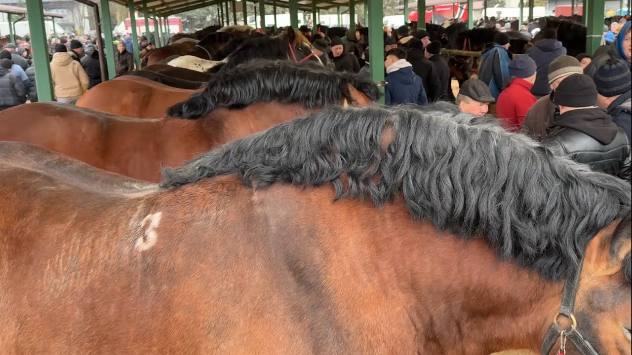 T&acirc;rg expozițional de cai Skaryszew - Polonia 2026 ep.4