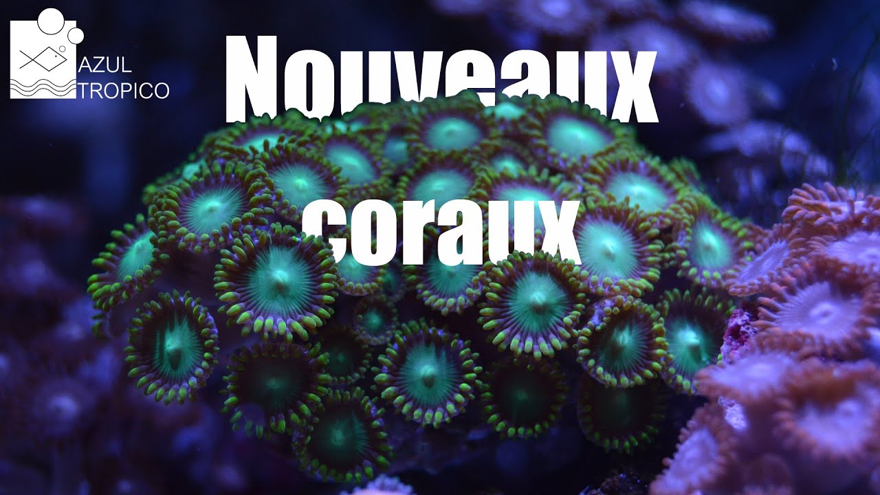 LIVRAISON DE CORAUX - VPC - AQUARIUM NANO RECIFAL