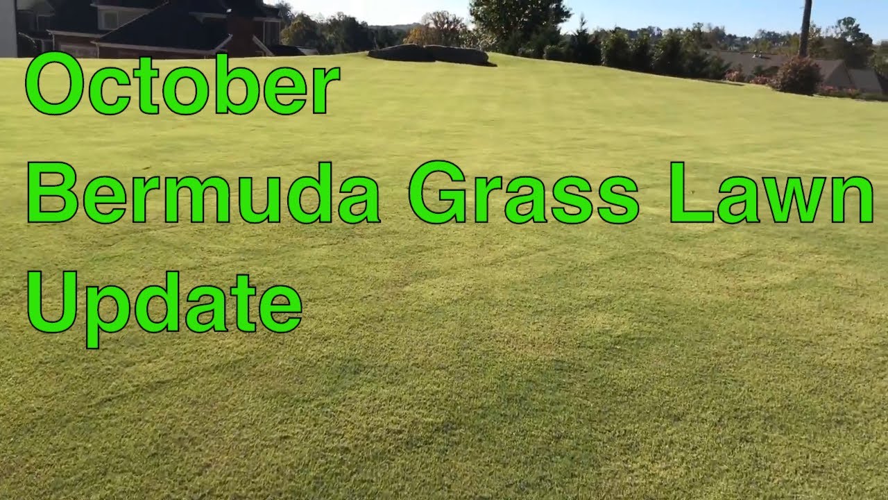 October BERMUDA GRASS LAWN UPDATE