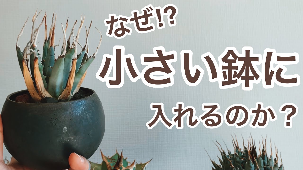 アガベの鉢のサイズについて解剖
