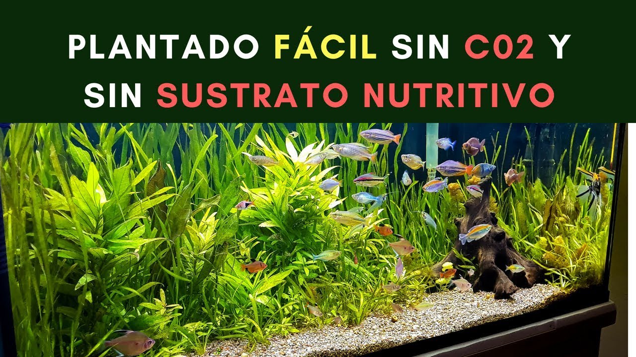 PLANTADO FÁCIL SIN CO2 NI SUSTRATO NUTRITIVO