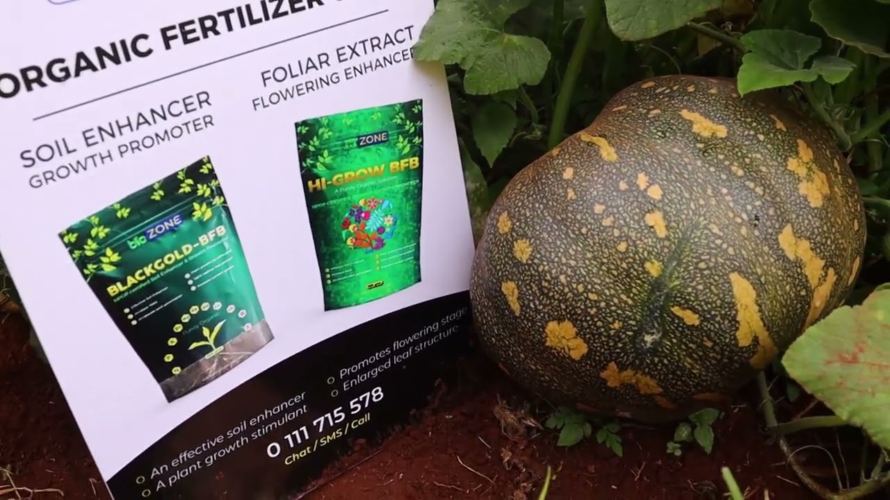 The Best FARMING in Africa-KENYA | using the Organic fertilizer.#biozone #higrow #farming #blackgold