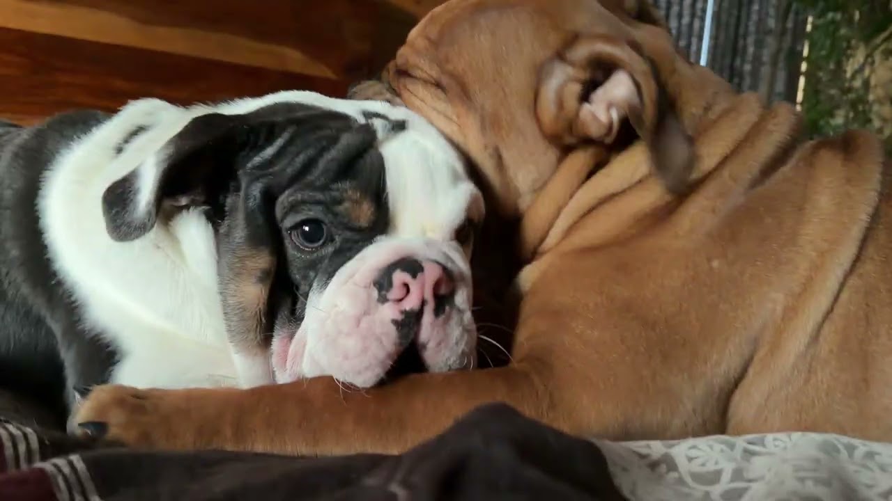 Bulldog loves. Good morning #goodmorning #bulldog #trumanandtrenton 