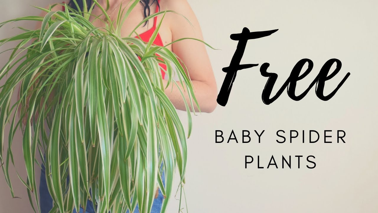 FREE BABY SPIDER PLANTS! How to Propagate Spider Plant Babies in Water (to Music)