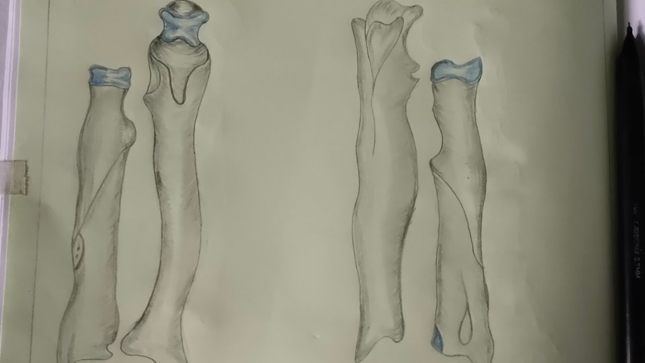 Drawing Radius and Ulna #drawing #radius #ulna #radiusandulna #anatomy #physiology