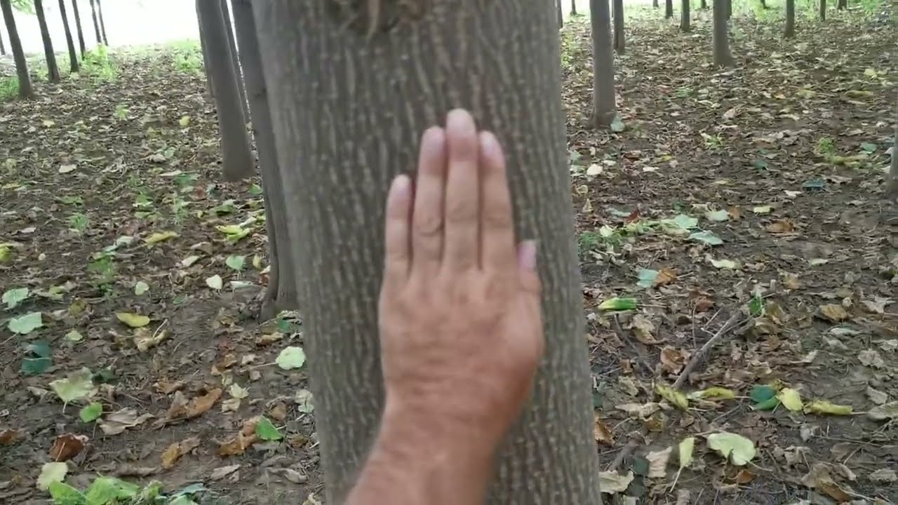 3 éves ipari császárfa ültetvény, faanyagárak ismertetése.