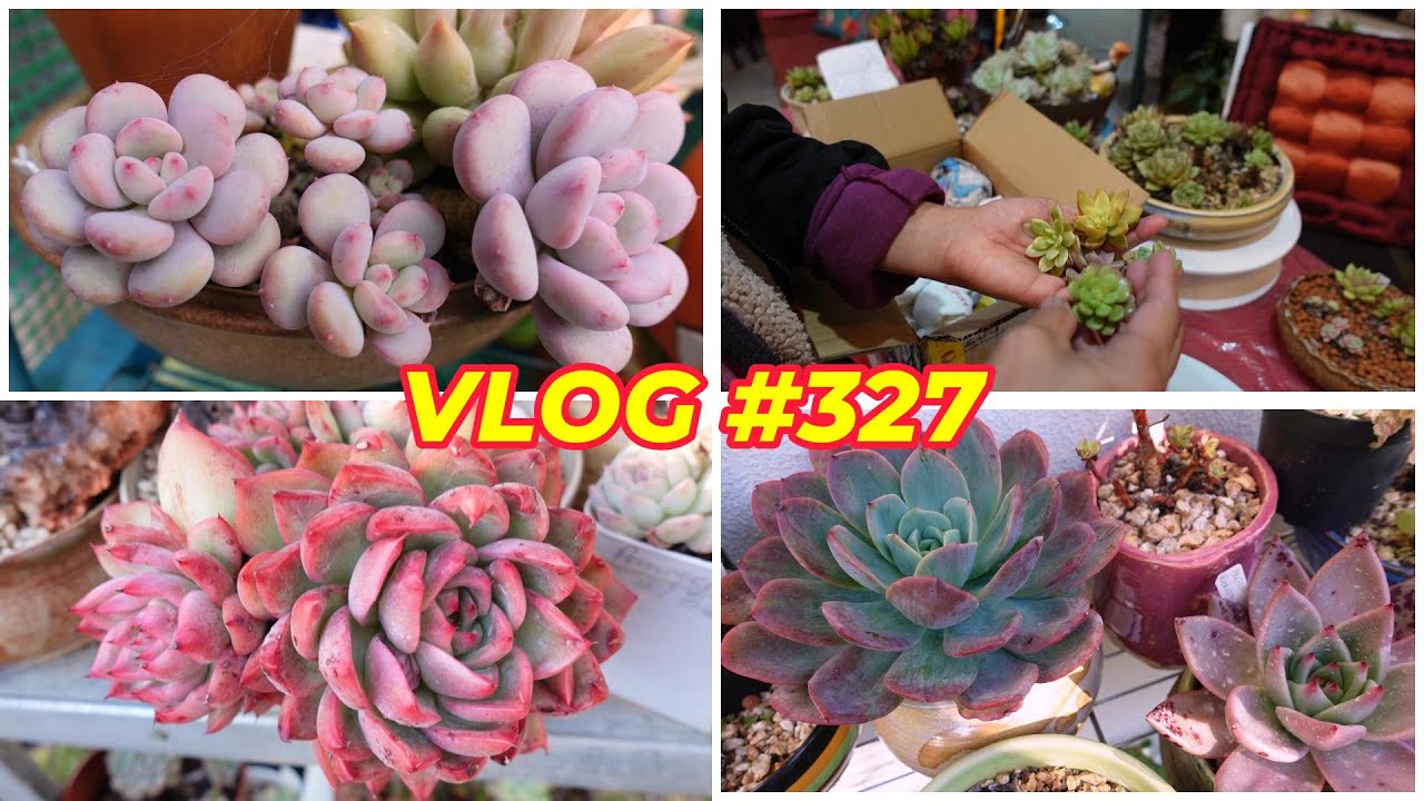 Better Than Lavender Pebbles & Quickie Plant Haul | VLOG #327