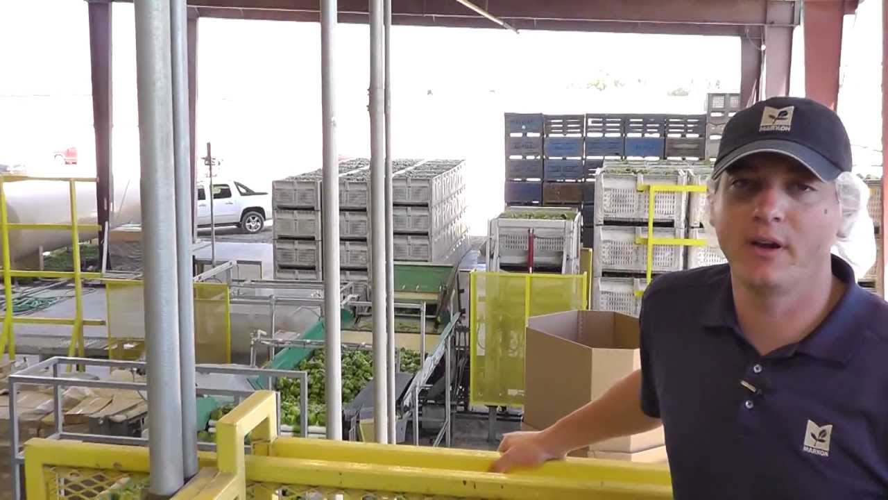 Markon Live from the Fields, Green Bell Pepper Packing Operation, August 2, 2012, Fresno, California