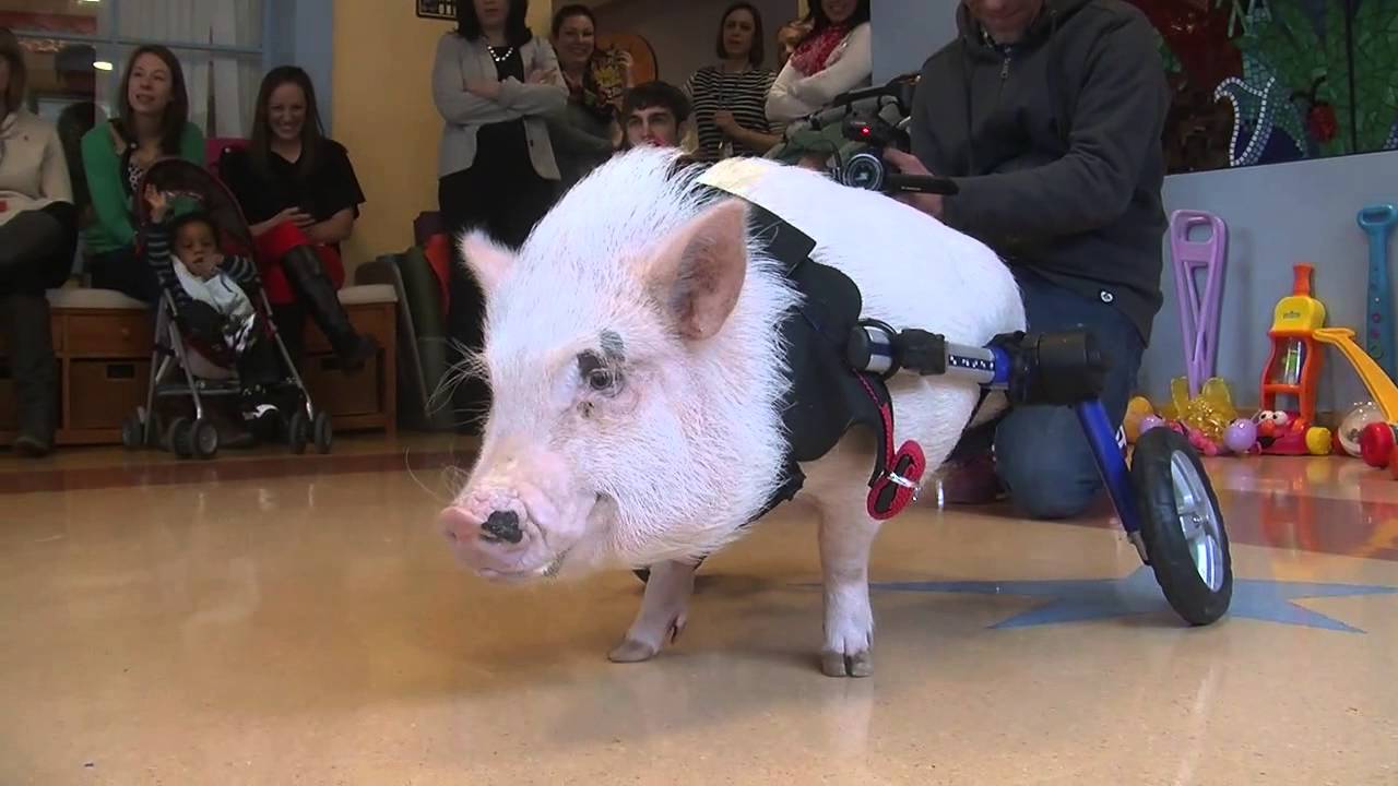 Pig named Chris P. Bacon visits kids Hospital
