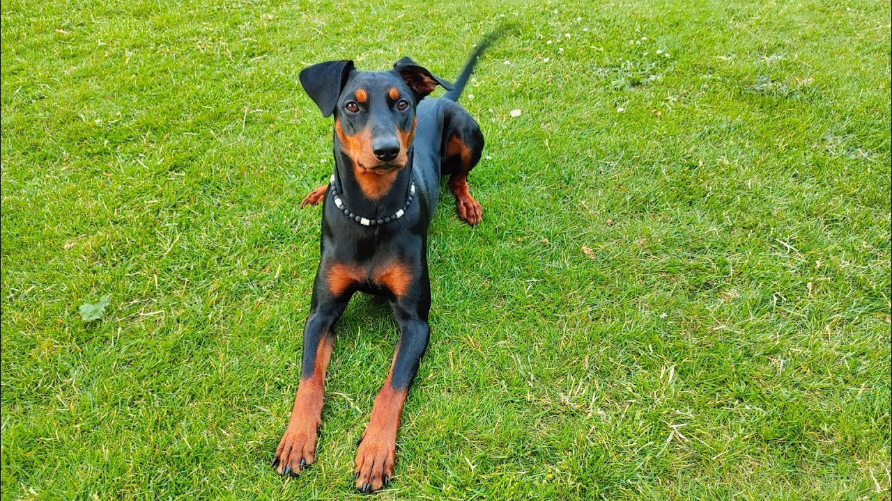 Waldspaziergang mit einem Deutschen Pinscher