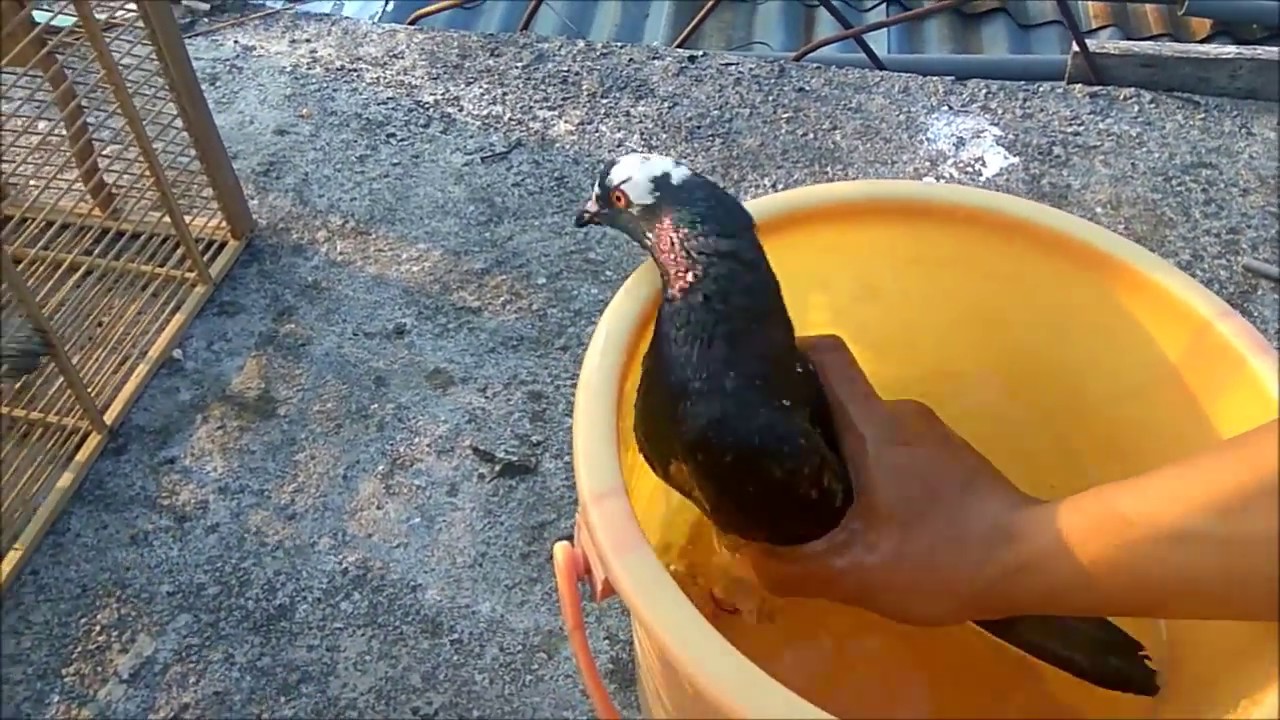 CARA MELATIH MERPATI BALAP AGAR MAU KEMBALI KE RUMAHNYA - ( HOME TRAINING PIGEON )