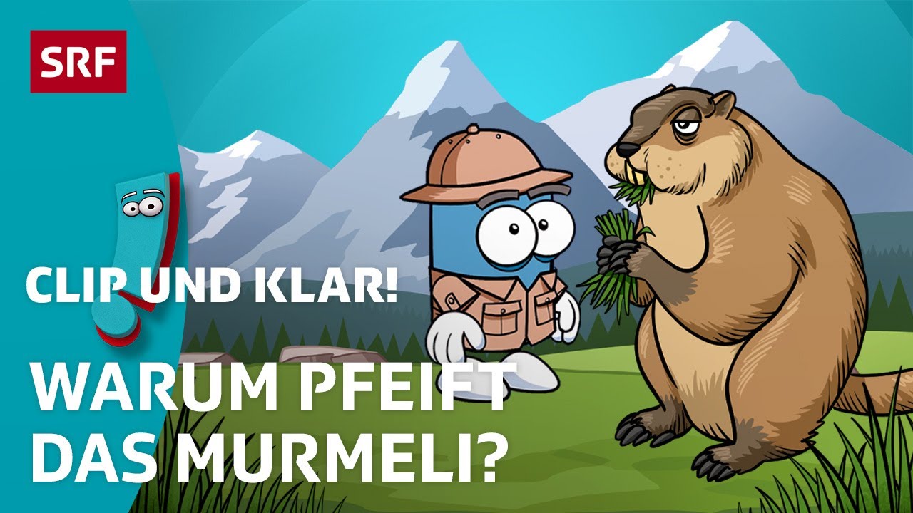 Wildtiere der Schweiz: Murmeltiere | SRF Kids – Clip und klar! | Für Kinder erklärt