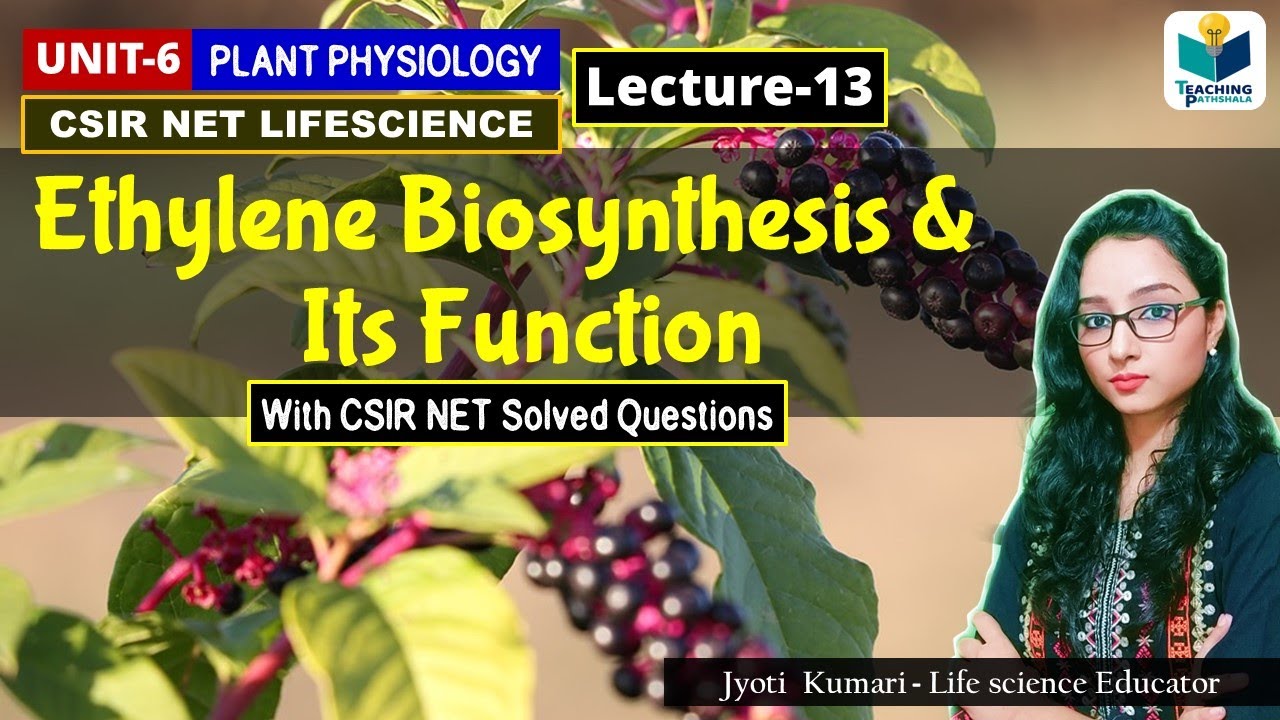 ETHYLENE BIOSYNTHESIS  AND FUNCTIONS | PHYTOHORMONES(PART-13)|CSIR NET| PLANT BIOLOGY