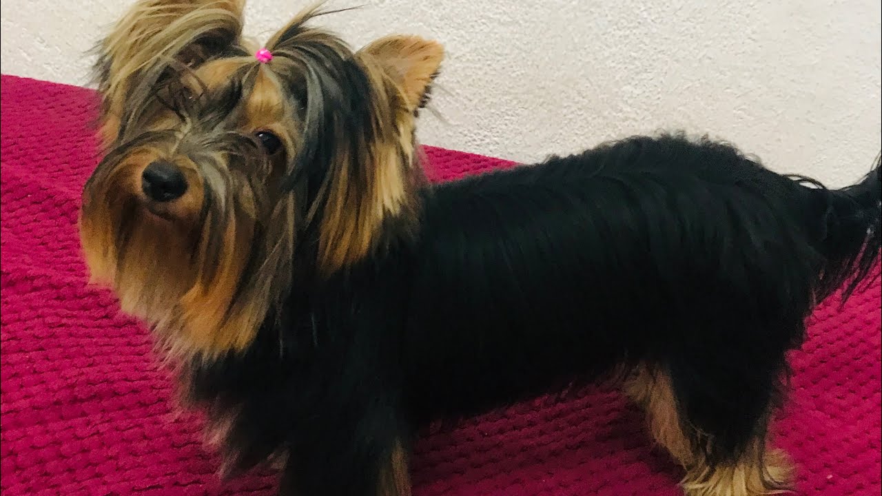 Yorkshire Terrier- 5 DICAS PARA SEU PET FAZER XIXI NO LUGAR CERTO/rapido