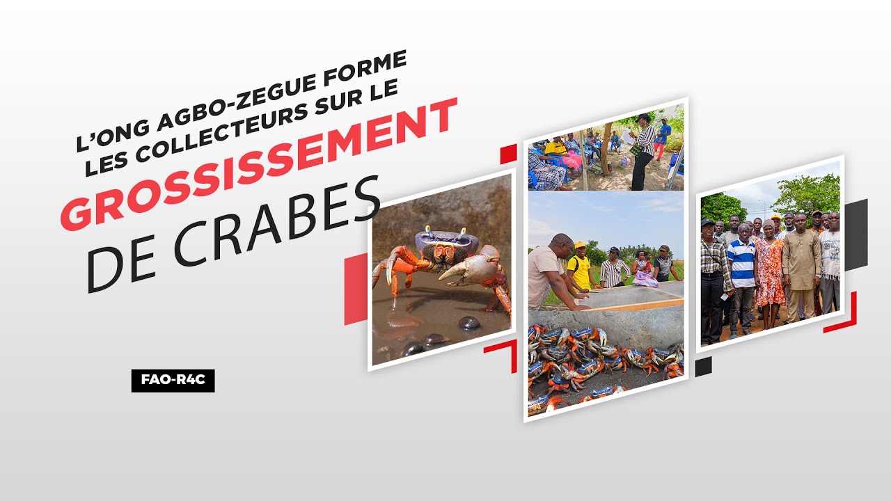 Grossissement des crabes, une pratique innovante promue par la FAO | AGRIDIGITALE