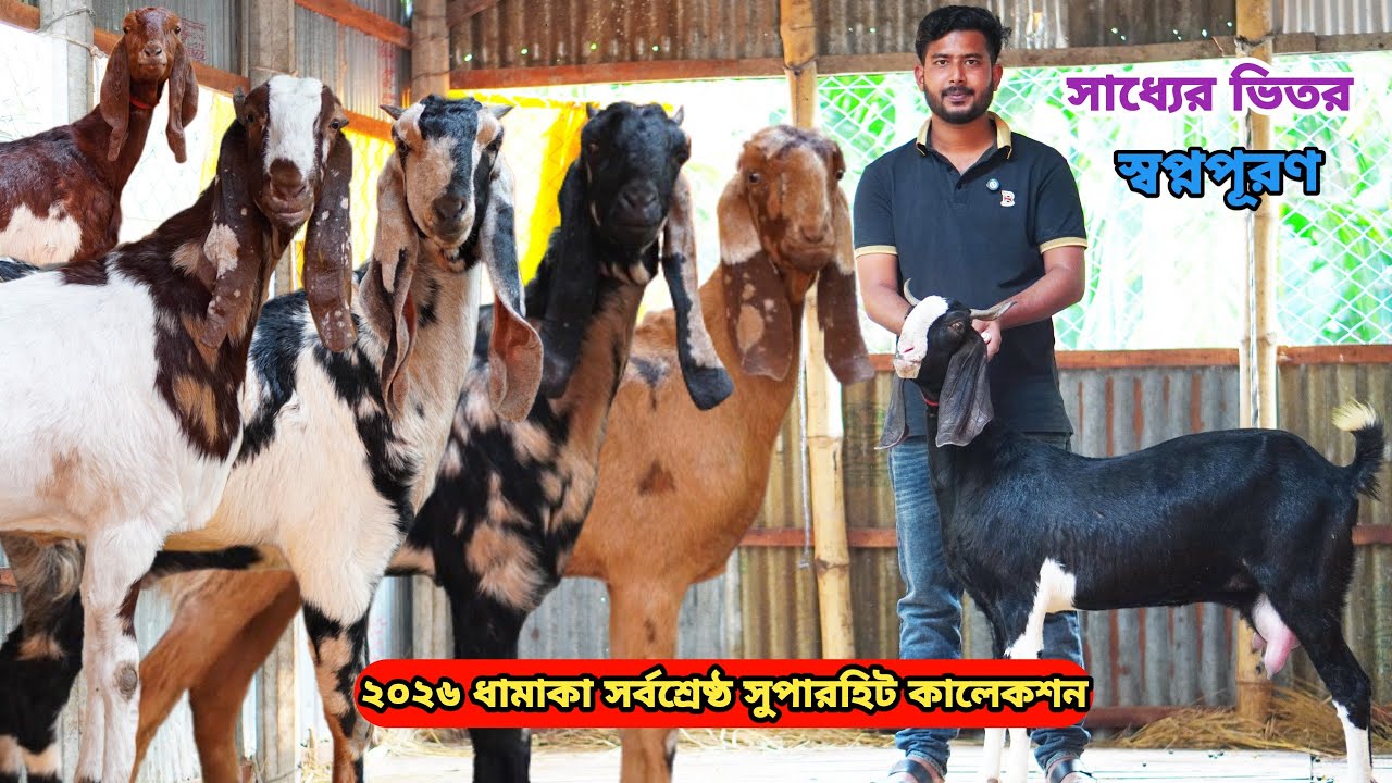 ২০২৬ ধামাকা অবিশ্বাস্য সর্বনিম্ন পাইকারি রেটে সর্বশ্রেষ্ঠ সুপারহিট তোতাপুরী,হরিয়ানা,শিরোহি ও বিটল।